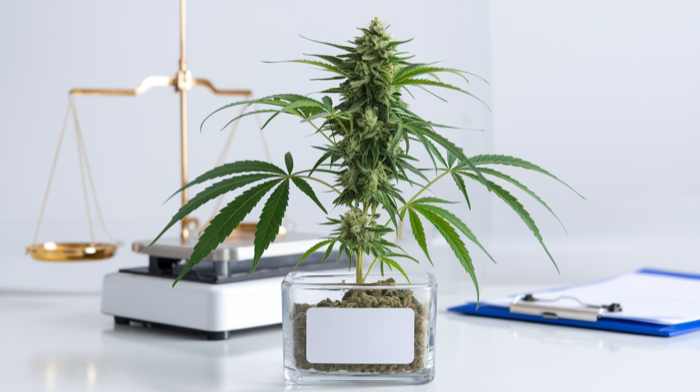 Cannabis Therapie Apps 2026: Digitale Tools für Patienten